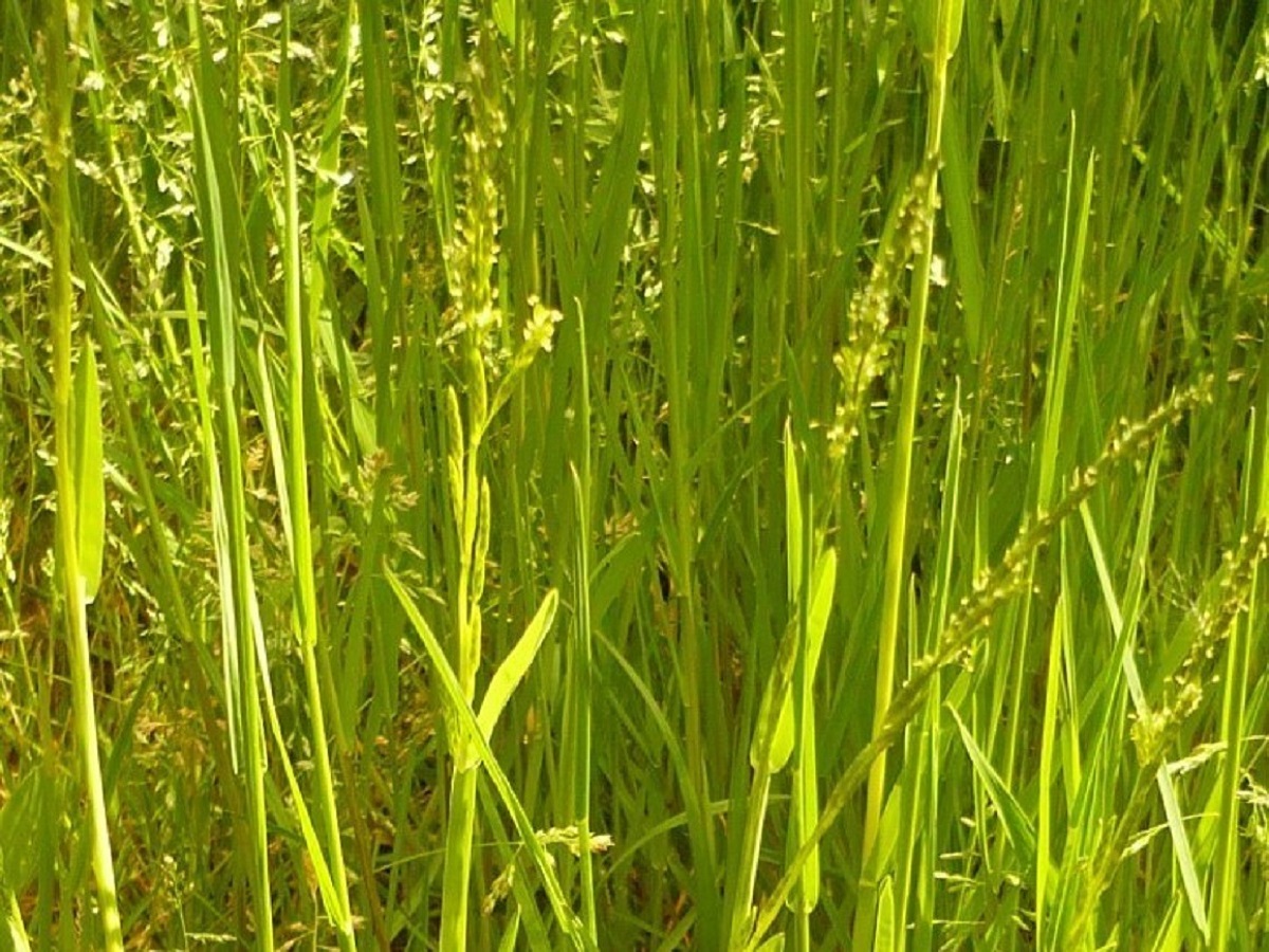 Glyceria declinata (Poaceae)